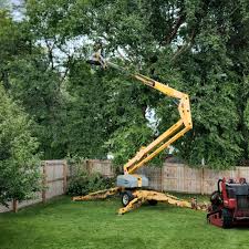 Best Tree and Shrub Care  in Modesto, CA