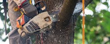 Best Tree Trimming and Pruning  in Modesto, CA