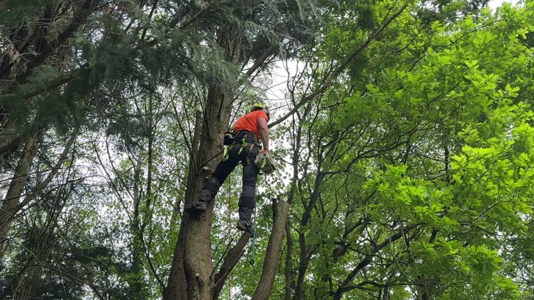 Best Palm Tree Trimming  in Modesto, CA