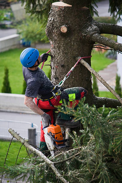 Best Root Management and Removal  in Modesto, CA