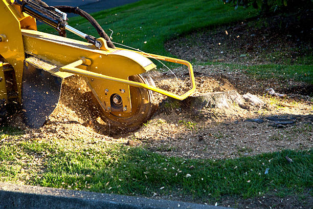 Best Sod Installation  in Modesto, CA