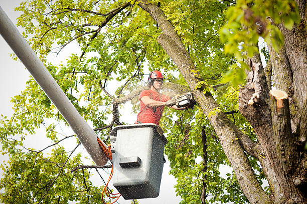  Modesto, CA Tree Care Services Pros